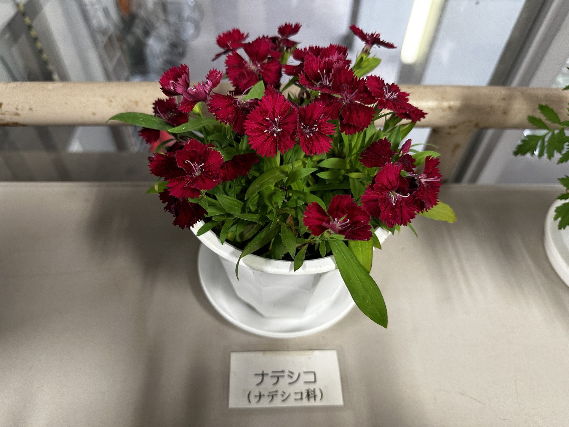 画像 -20240515-084903-9a77822f